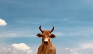    Фото: unsplash.com / Anand Thakur Гульназ Астахова