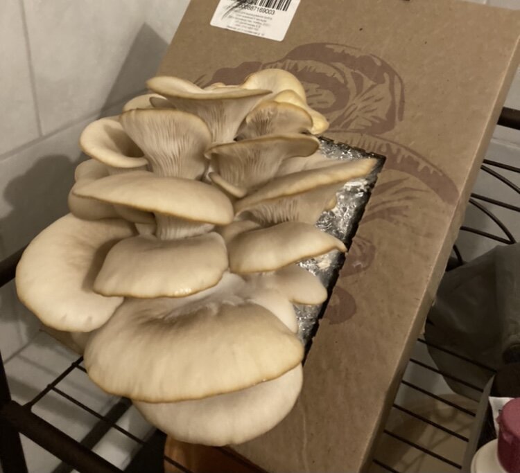 Вот такой урожай у меня получился