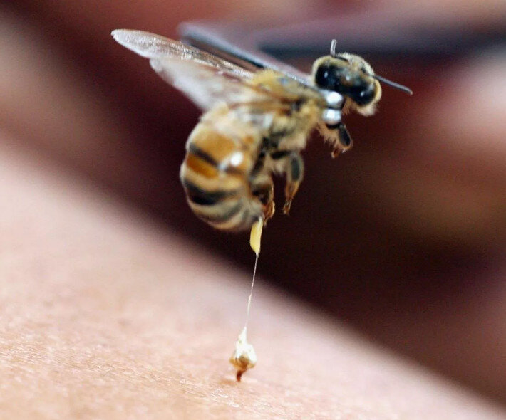 Боевое крещение пчелой.