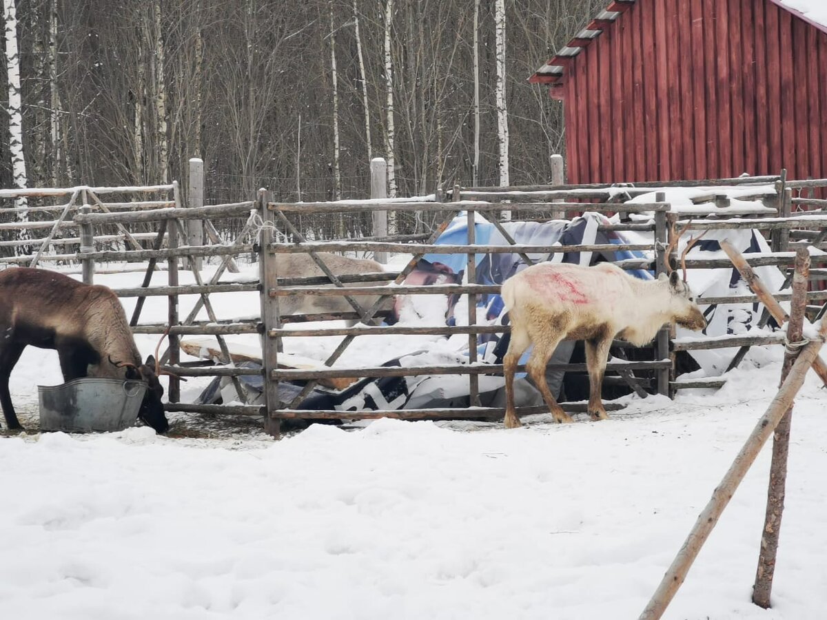 Оленей на ферме оказалось много. Есть и взрослые олени, и совсем юные. 