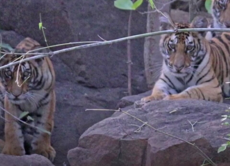 Папа-тигр не будет одинок