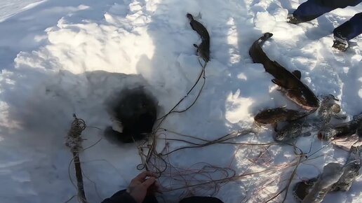 Это не диалоги о рыбалке последнее дзен. Енисей перемет. Рыбалка в Сибири. Перемет на сига зимний. Перемет на тюльку зимой.