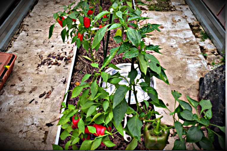 Выращивание болгарского сладкого перца в теплице (Подмосковье сезон 2022 года)