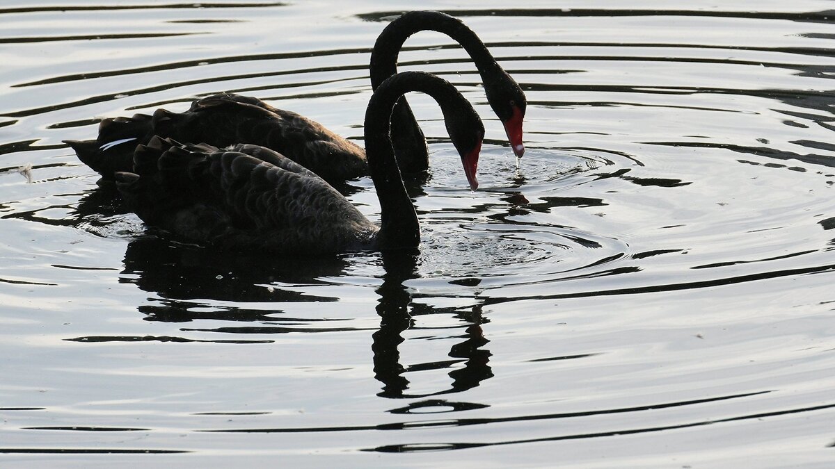    Черные лебеди© РИА Новости . Владимир Вяткин