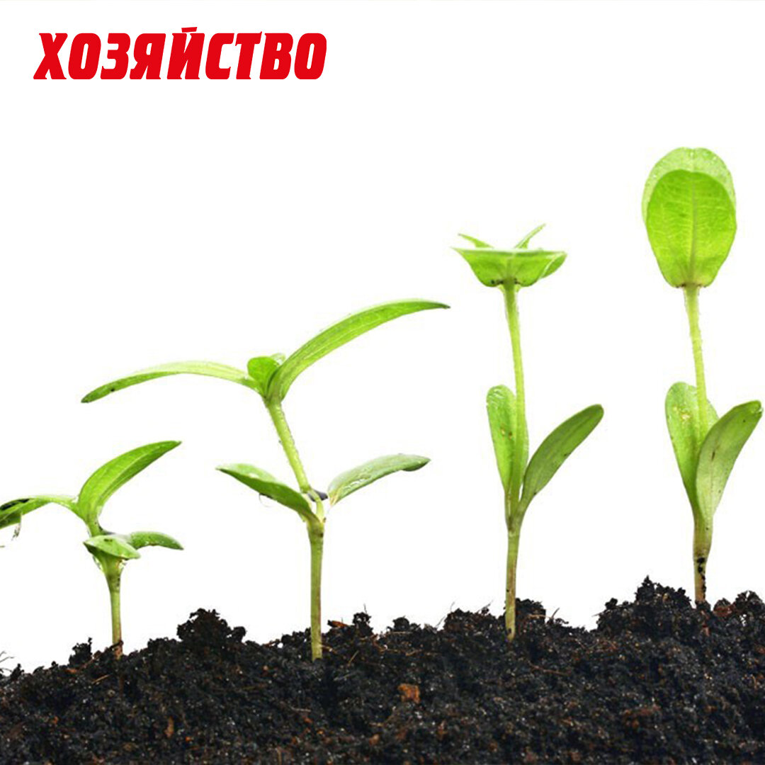 рост растения картинки