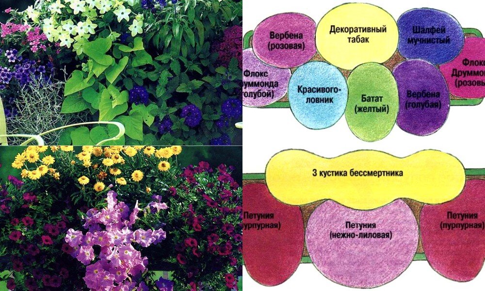 Оформление балкона цветами - фото и названия цветов. Идеи озеленения балкона