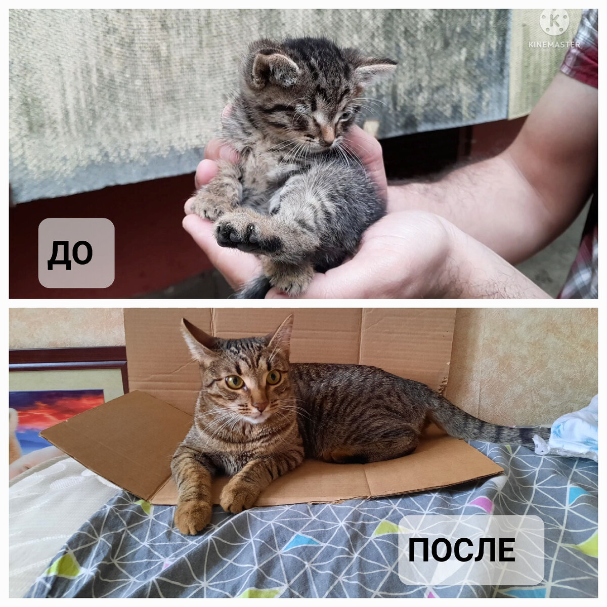 Моя Мышуля, нашли у подъезда в соседнем квартале. Лежала уткнувшись носом в асфальт