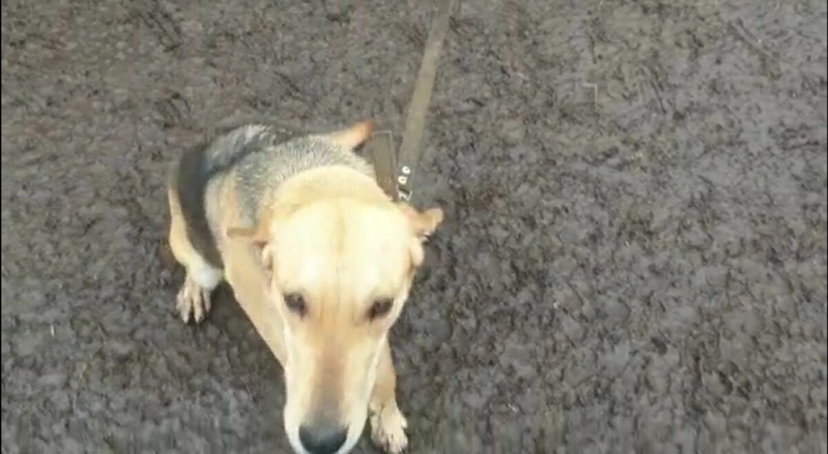 У собаки есть только временное жильё.