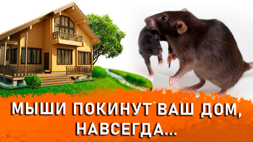 Как избавиться от Мышей и Крыс