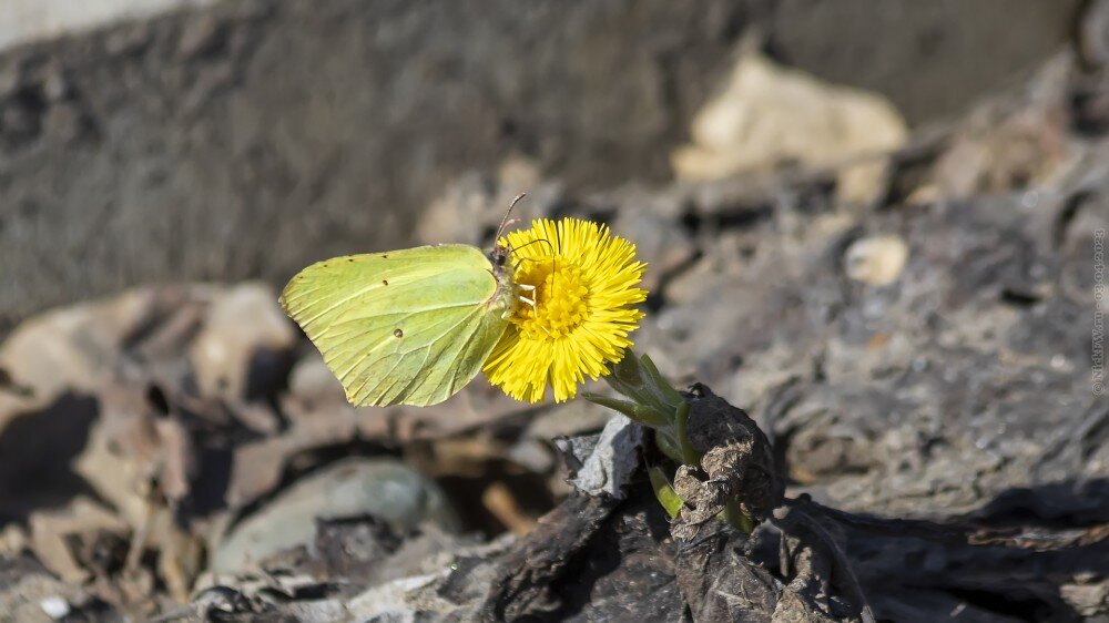 1. Жёлтенькие © NickFW.ru — 03.04.2023г.