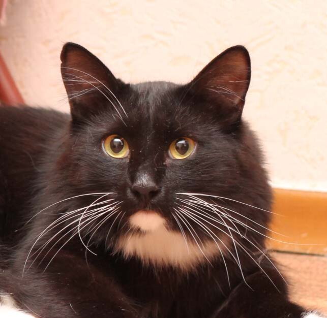 Вот примерно таким был Черныш. Оригинальных фото за давностью лет, к сожалению, не сохранилось