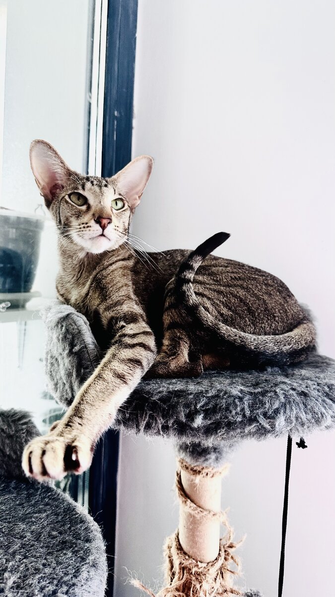 Даже кошки способны украсить интерьер, согласны ? 