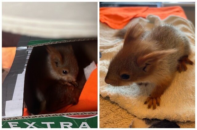    Детёныш белки-телеутки. Фото: Центр реабилитации диких животных НСО