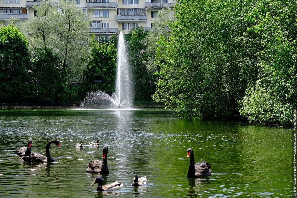 зеленоградский парк