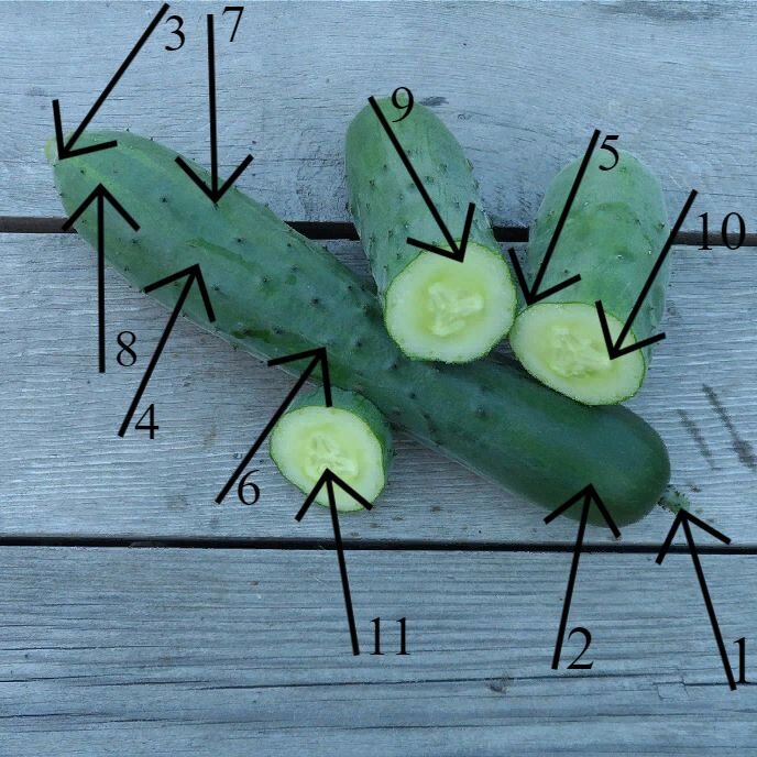 Как называются части огурца, описано в статье ниже.