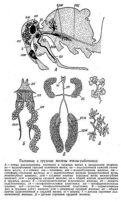 Пчела распространяет запах, обмахивая воздух своими крыльями.Головные и грудные железы пчелы
