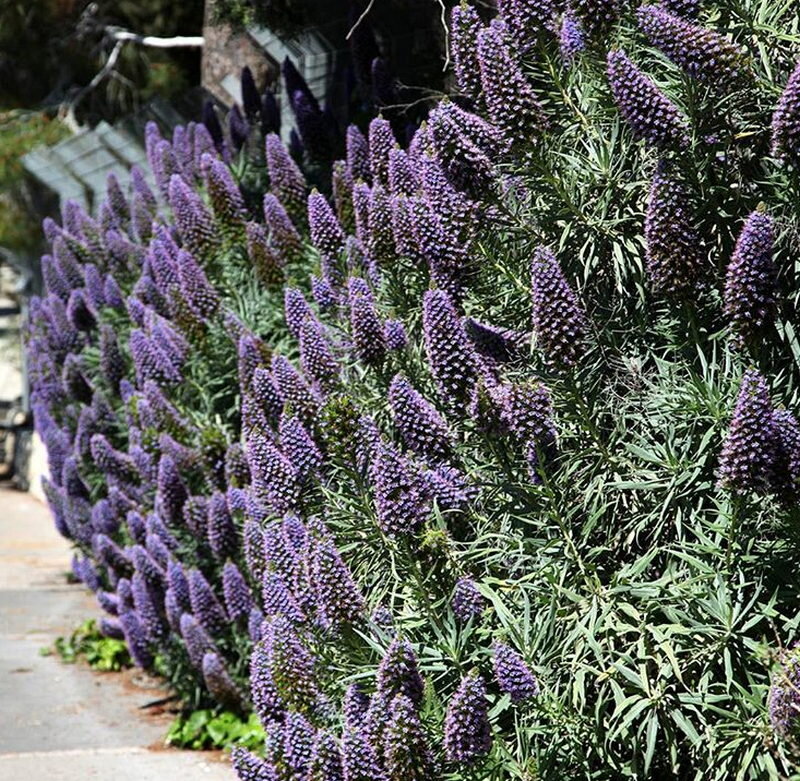 Эхиум (Echium)