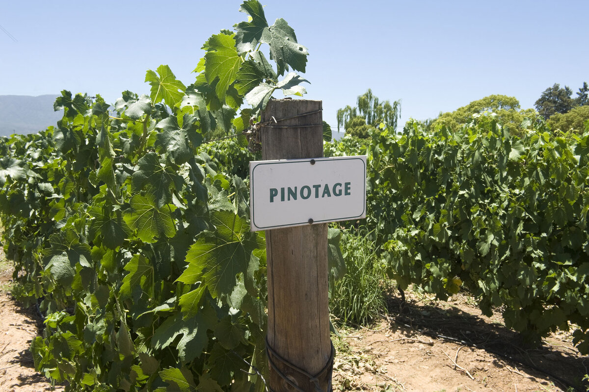 Вино ЮАР Пинотаж сорт винограда