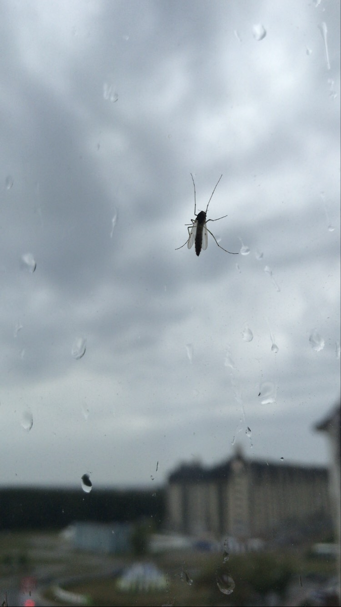 Дождь обещали - дождь пошёл 