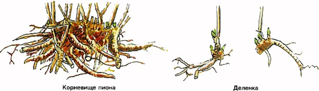 Размножение корешками. Древовидный пион размножение делением куста. Пионы размножение делением куста осенью. Корневое черенкование древовидного пиона. Древовидный пион размножение.