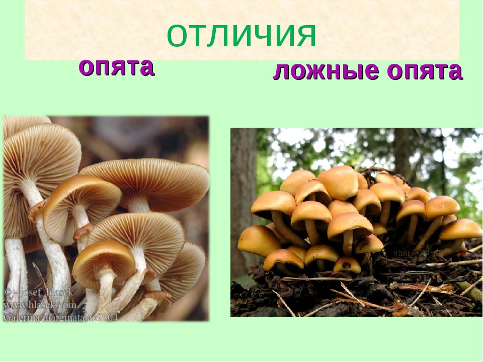 Как определить опята от ложных опят фото