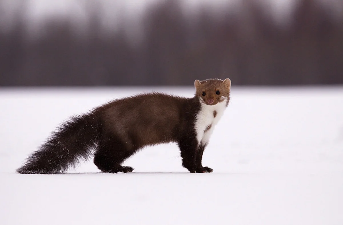 На следующей странице представлены фотографии соболя. Каменная куница martes foina. Куница белодушка. Лесная куница белодушка. Куница Лесная желтодушка.