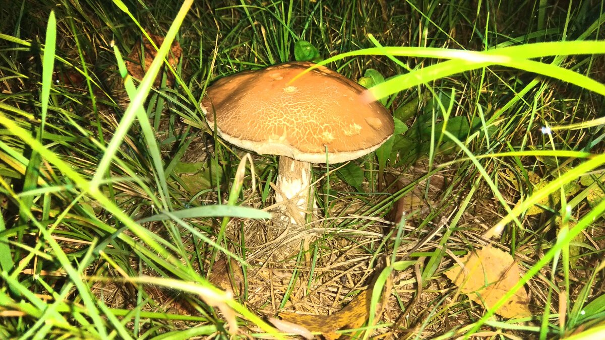 Авторское SPV PROJECT