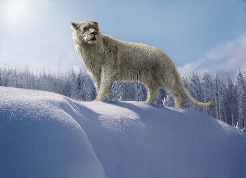 Да, лев и снег как то не сочетаются. 