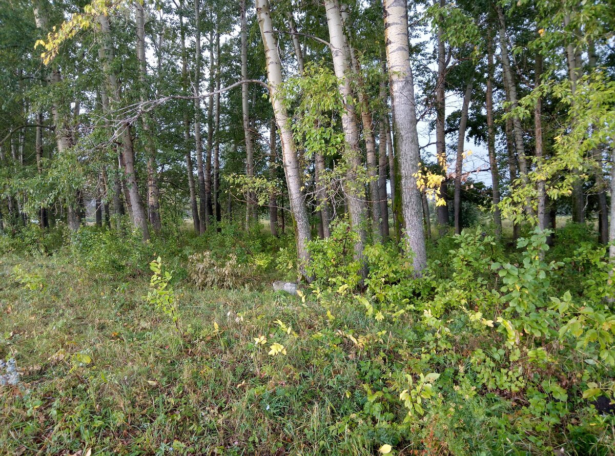 Наша кормилица-рощица!