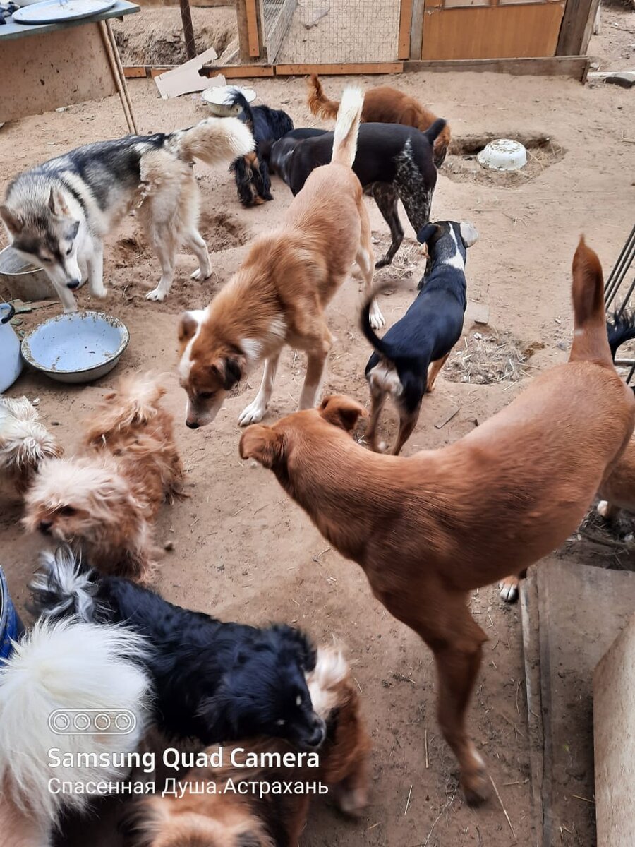 Собаки приюта "Спасенная душа". Фото для публикации любезно предоставлено Мариной Бутолиной
