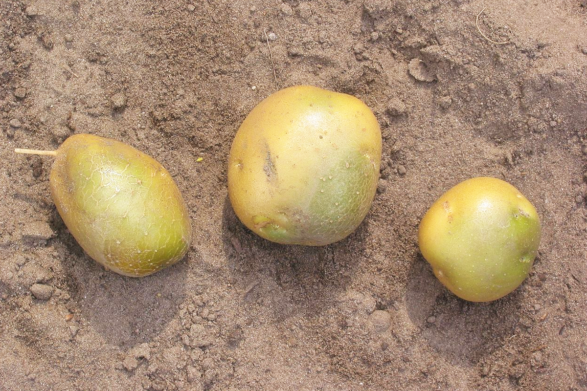 Зеленоватый картофель обычно имеет повышенный уровень соланина