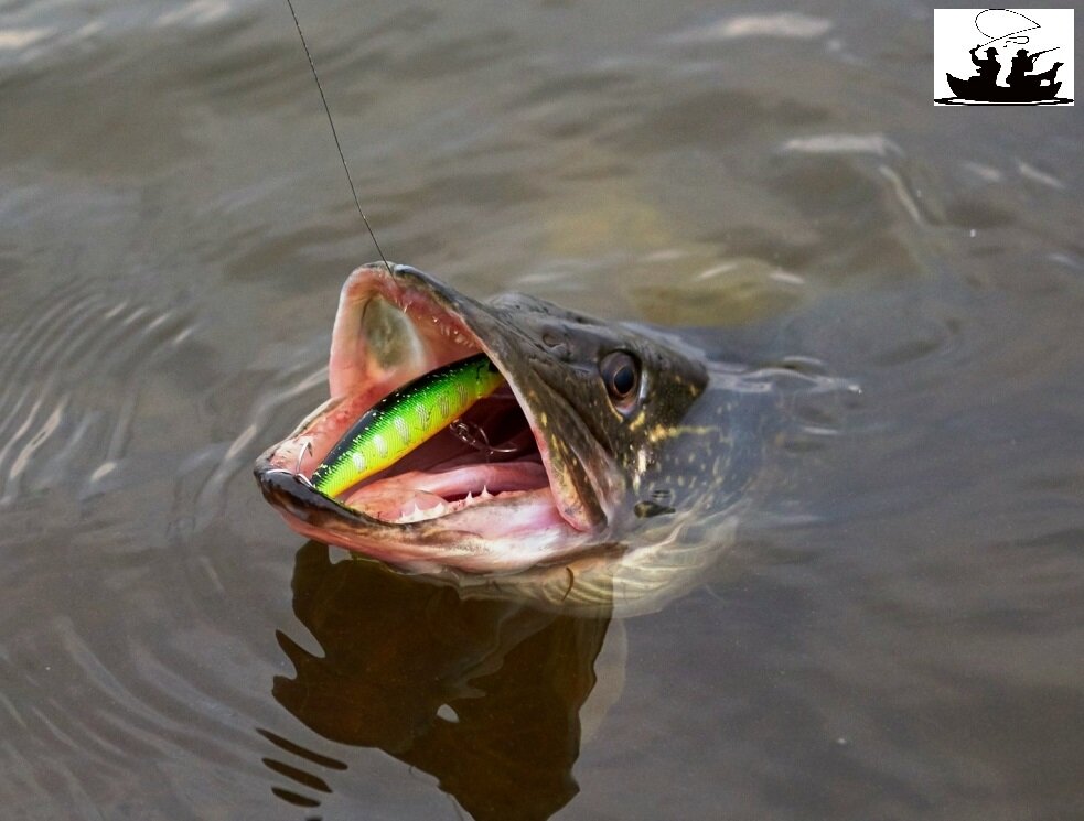 Поклевка щуки на воблер размером 10 см