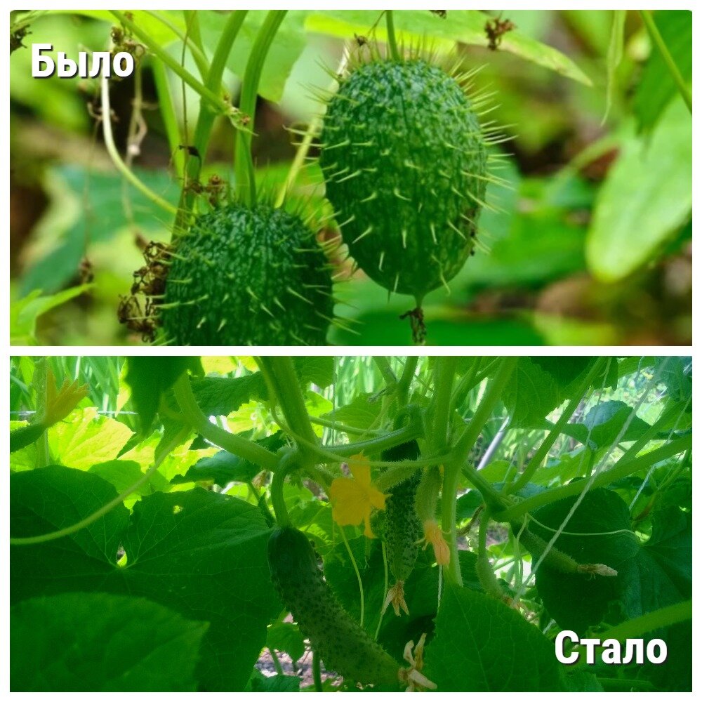 Маленький, овальный и с колючками – дикий огурец совсем не похож на современный овощ. Источник фото: ©i.imgur.com,фото автора.