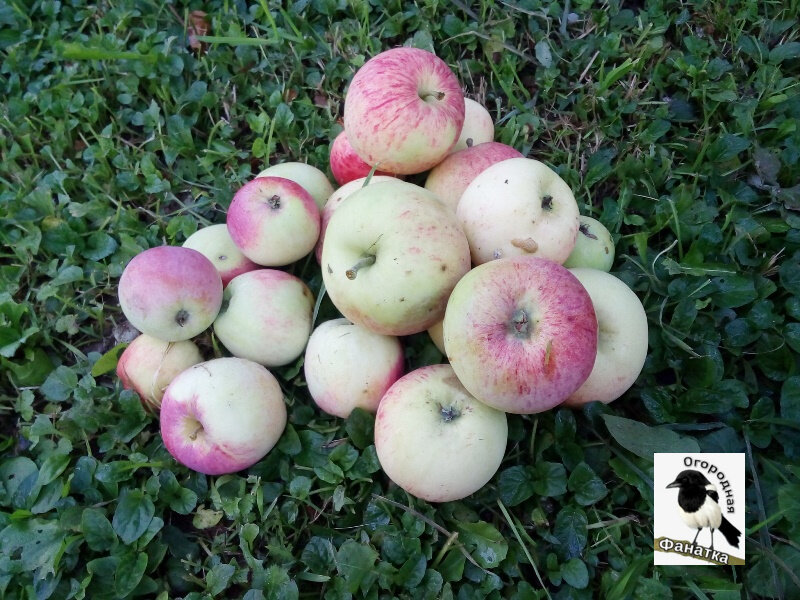 Яблоки-падалица: как использовать их в компосте и для удобрения на даче и огороде?