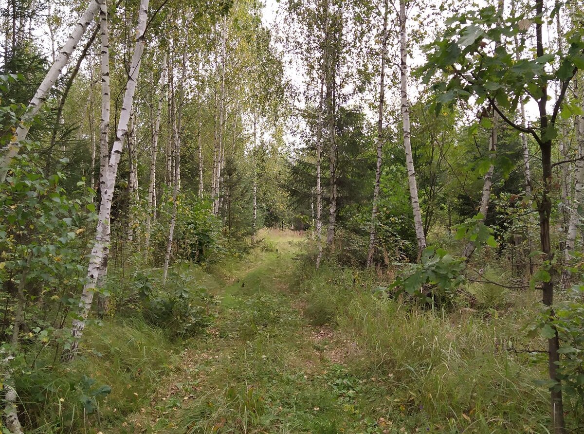 Наш лес. Фото автора