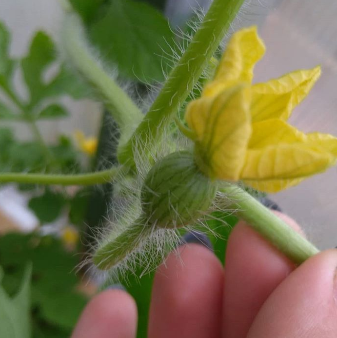 Завязь арбуза с цветком.