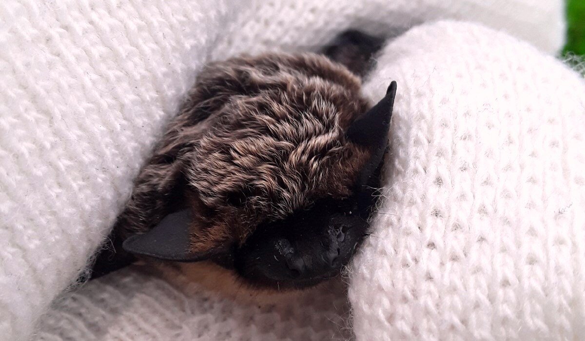 Шёрстка нежная, мышка добрая...