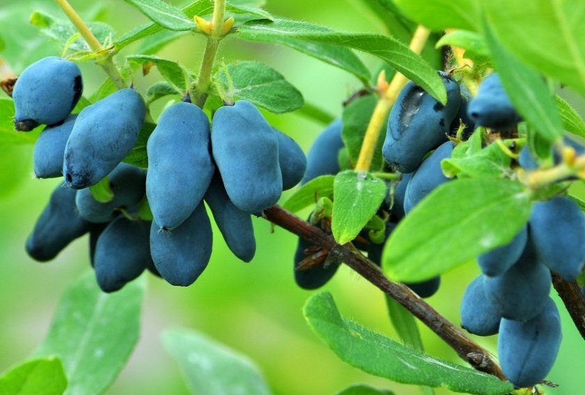 Жимолость – это лесной житель, поэтому еще лет 20 назад немногие выращивали ее на своем дачном участке, однако сегодня разновидности окультуренных кустов встречаются почти на каждом участке и являются гордостью российских селекционеров.