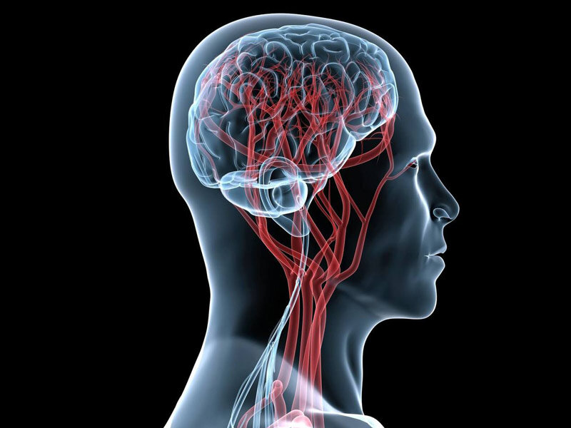 Сосуды головного мозга норма. УЗИ артерий головного мозга. УЗИ сосудов головного мозга. Сосуды головного мозга и шеи.
