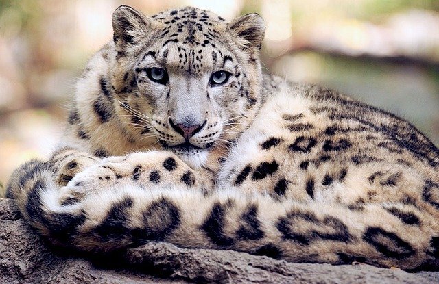Фото skeeze с сайта Pixabay 