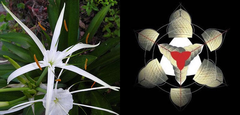 Цветок Гименокаллис и структура башни и парка Бурдж-Халифа 