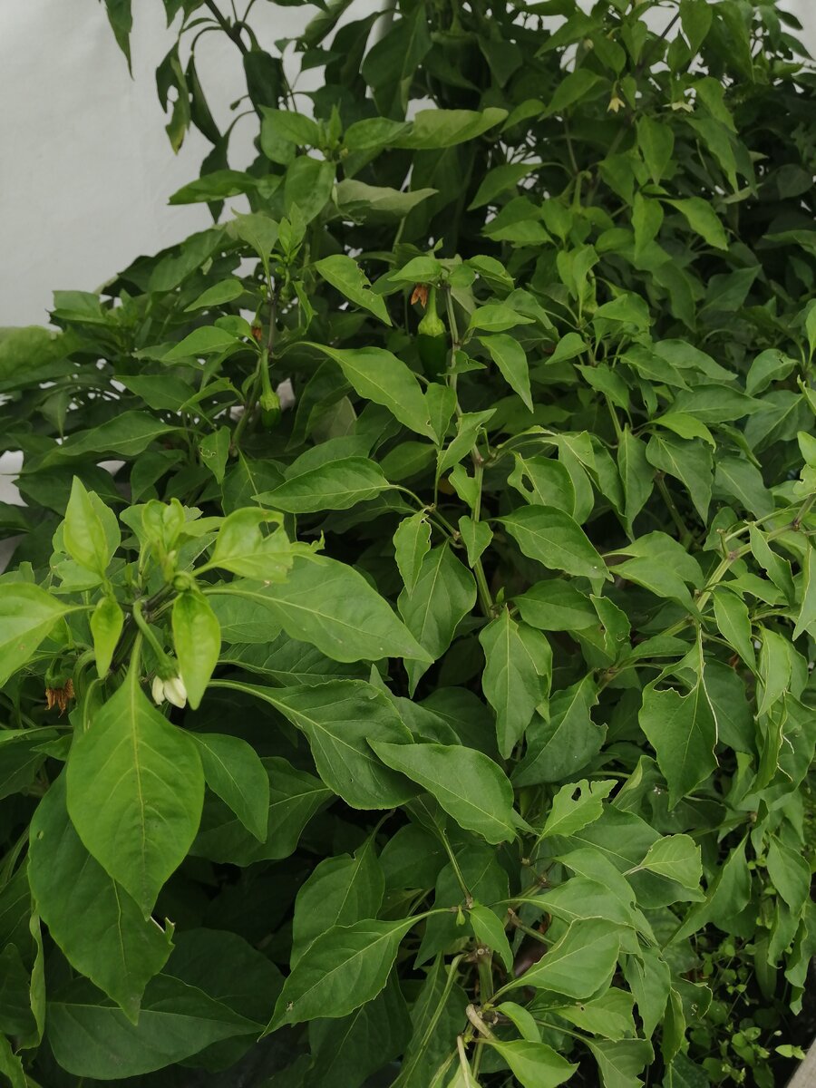 Перец растет на теплой грядке. Все лето под спанбондом. В сентябре положила аккумуляторы тепла - 5-литровые бутыли с водой. Кусты за сезон ни разу не обрабатывала от вредителей, местами листья поедены и покусаны. Но это появилось с наступлением прохладной погоды. В целом, растения стоят здоровые и сильные.