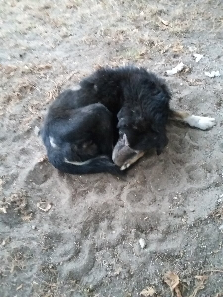 Спит. Еще не знает, что мучениям конец...