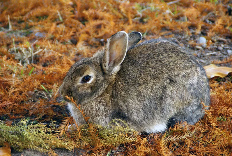 Осенняя охота на зайца: особенности и методы охоты