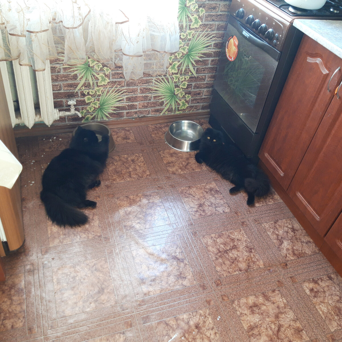 Афина и Перси лежат на кухне. 