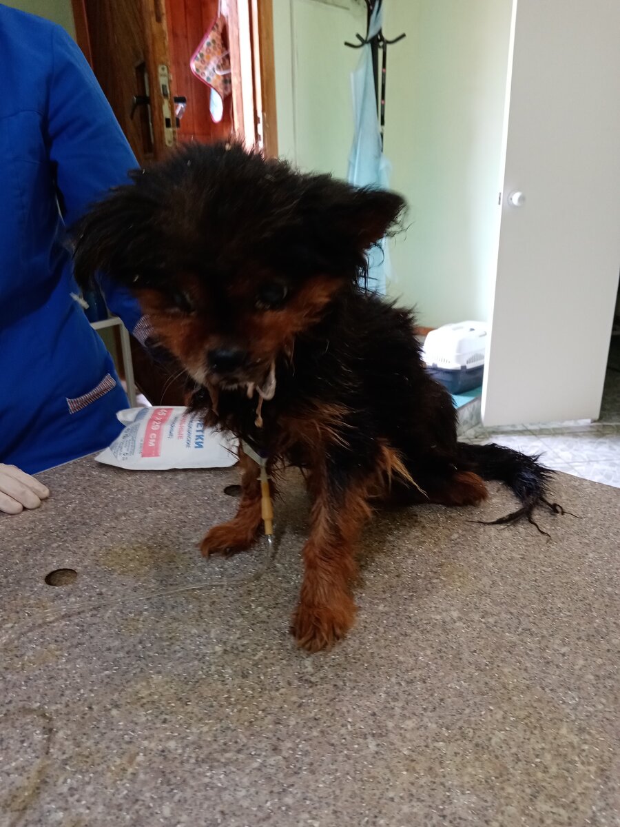 Эту, собачульку была забрана на лечение. Спасибо клинике Зоодоктор. Они Ширли вылечили. Сейчас ищем ей семью, которая готова подарить дом!! 