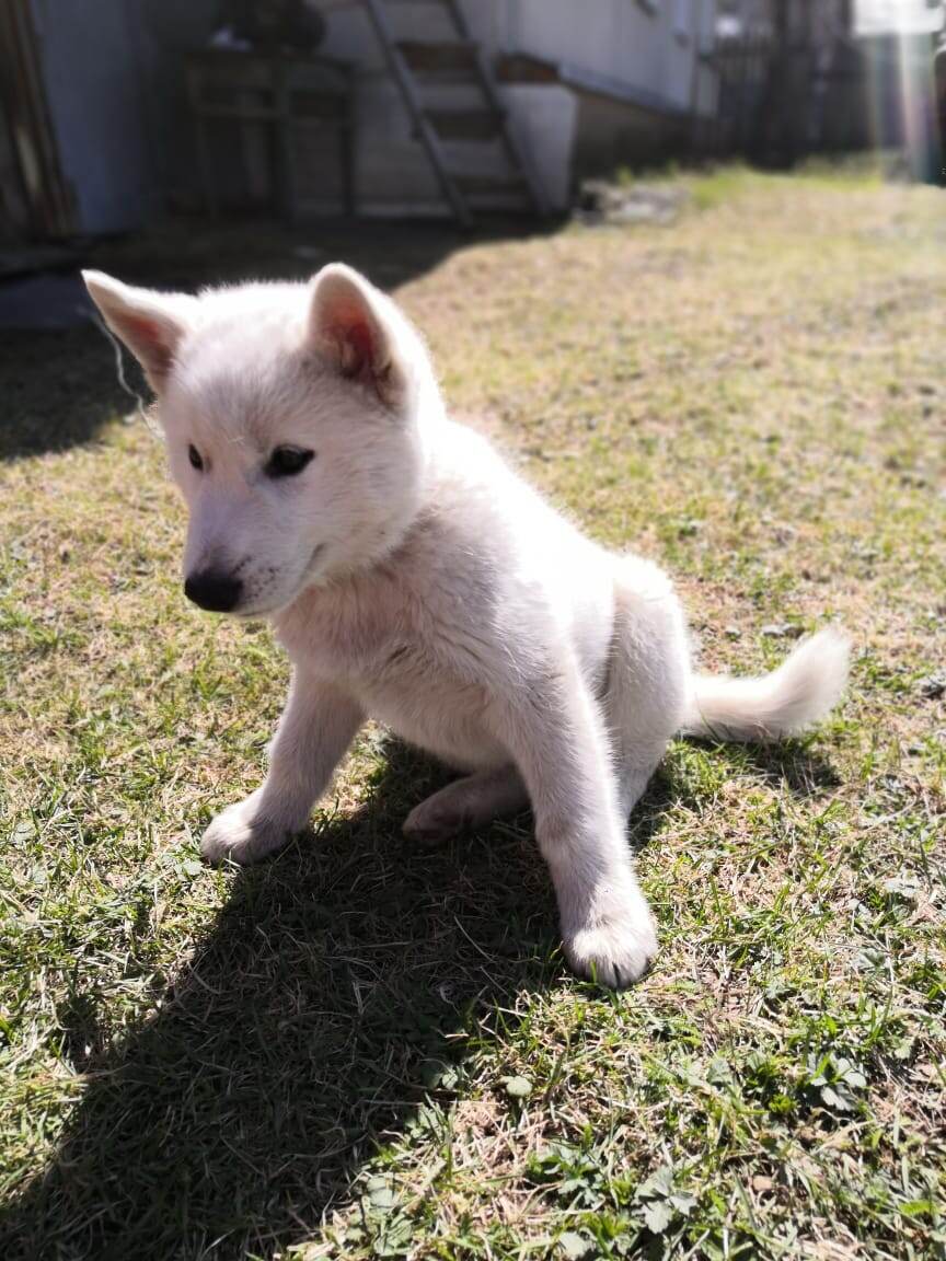 Чисто белый и постоянно грязный Тобби.