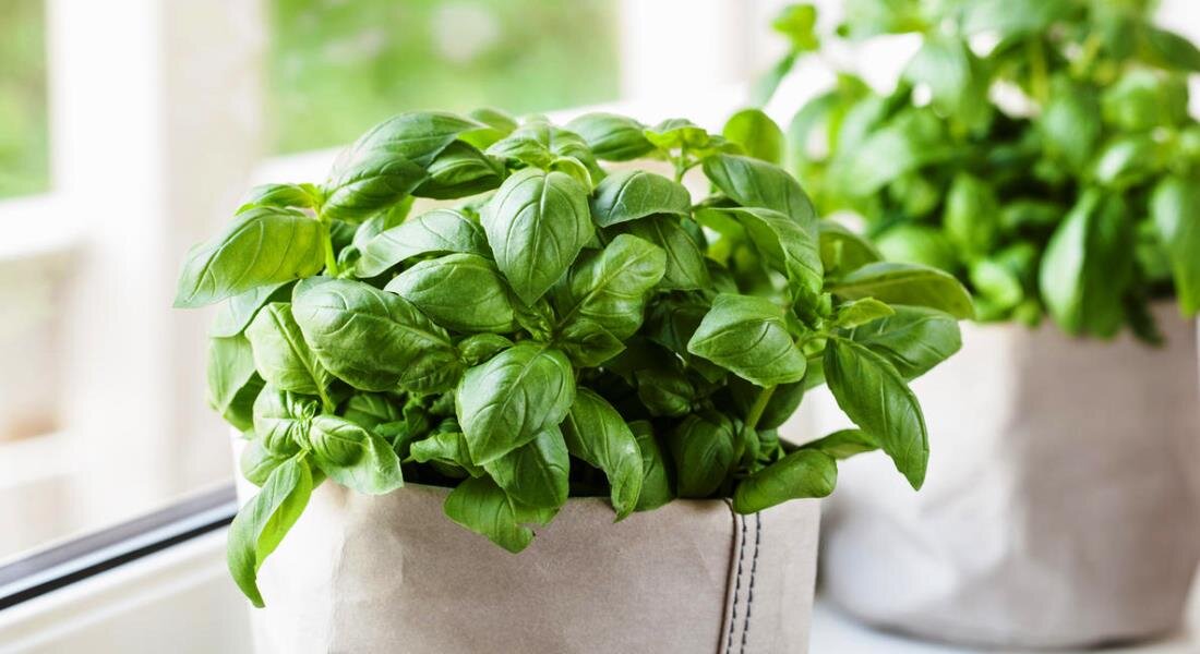 Источник изображения https://grounde.ru/vyrastit-bazilik-doma-gorshke.html