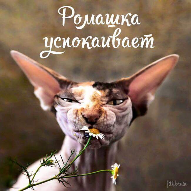 Кстати, чай из ромашки, мелиссы, мальвы и мяты действительно успокаивает. 