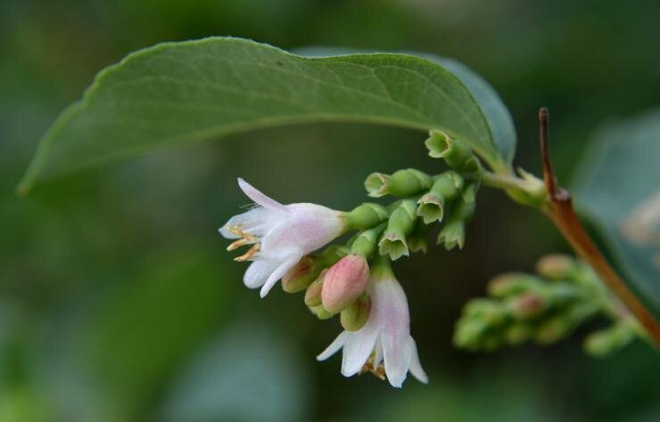 Цветение снежноягодника приходится на июль или август.
